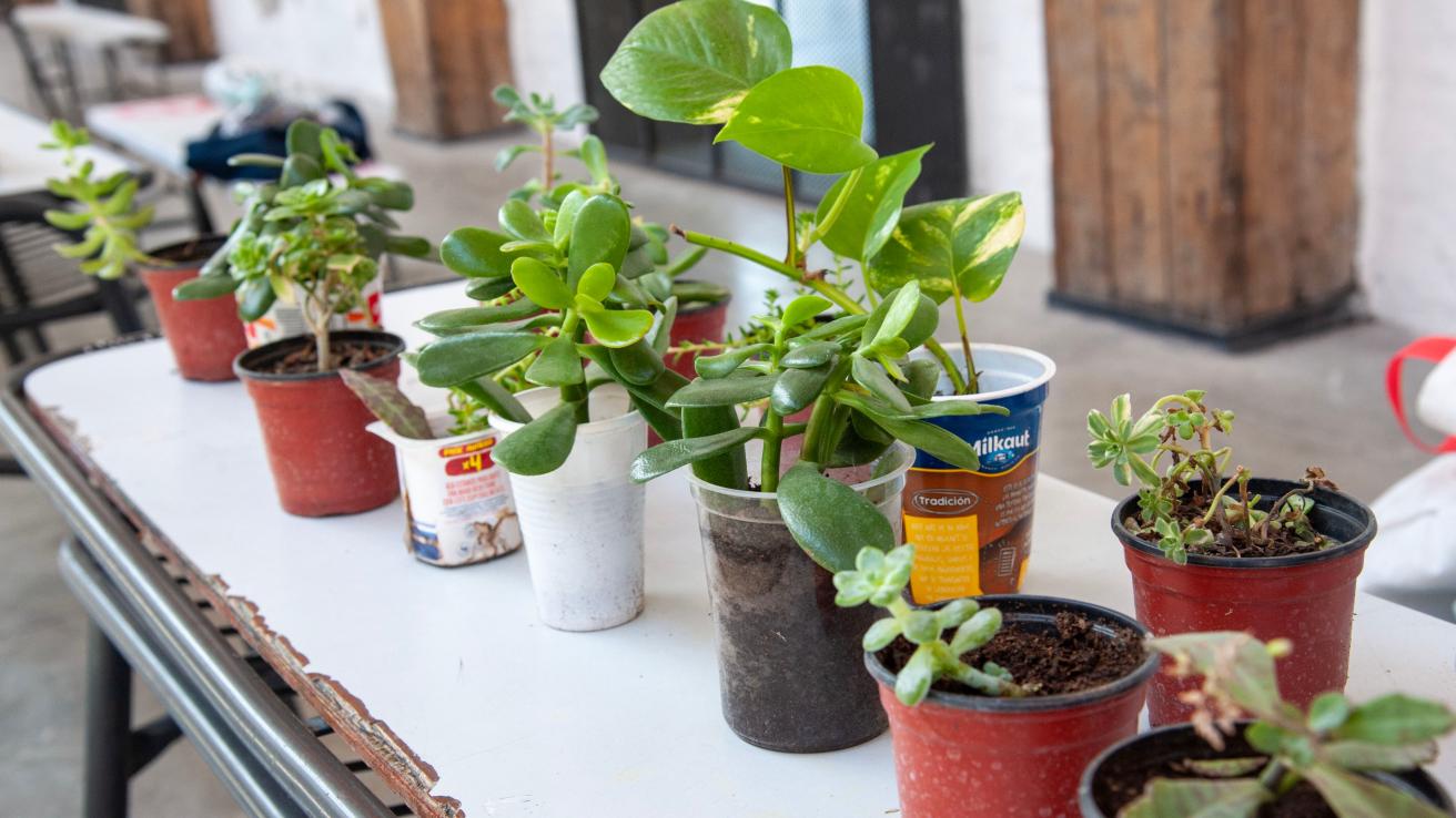 Feria de intercambio de semillas