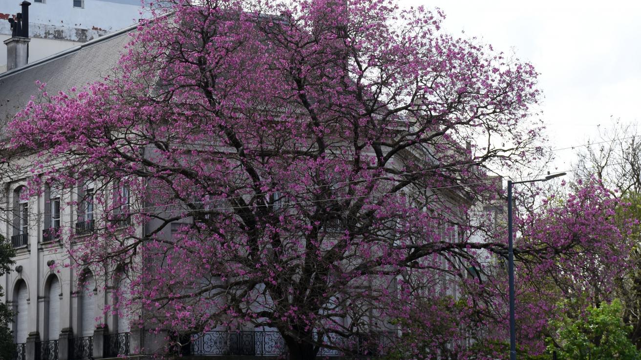 Floración de Lapacho rosado