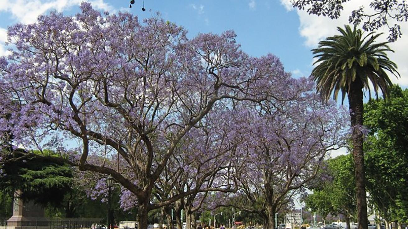 jacarandá