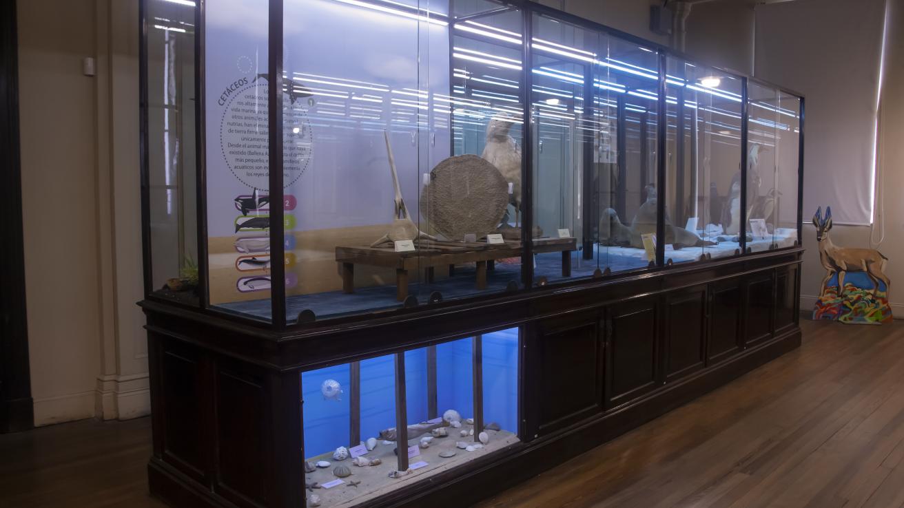 Nueva vitrina marina, sala ciencias naturales