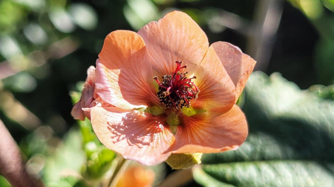 Flor de color naranja con fondo de hojas verdes