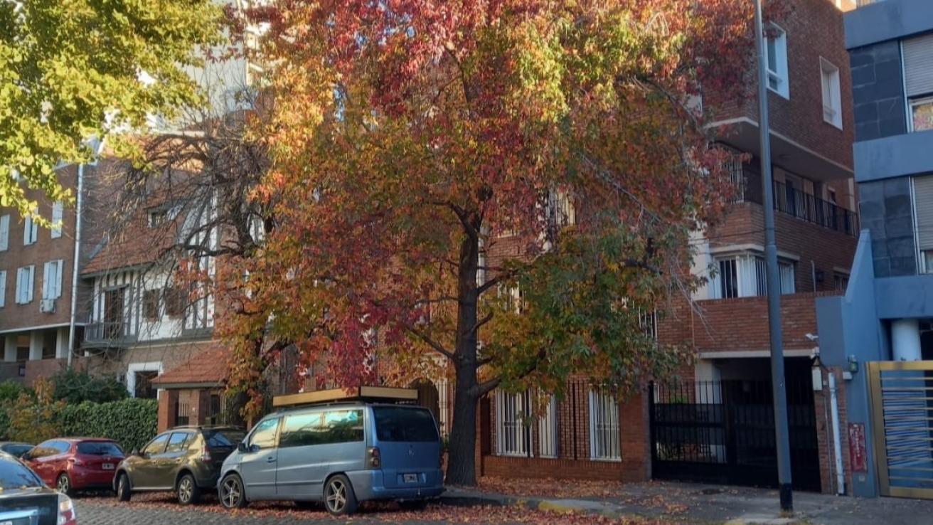 Liquidambar en otoño, con su coloración rojiza