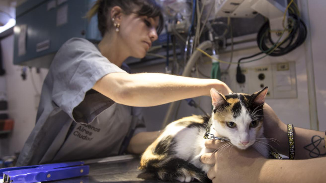 Castración mascotas