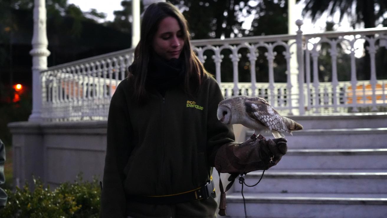 Liberación lechuzas