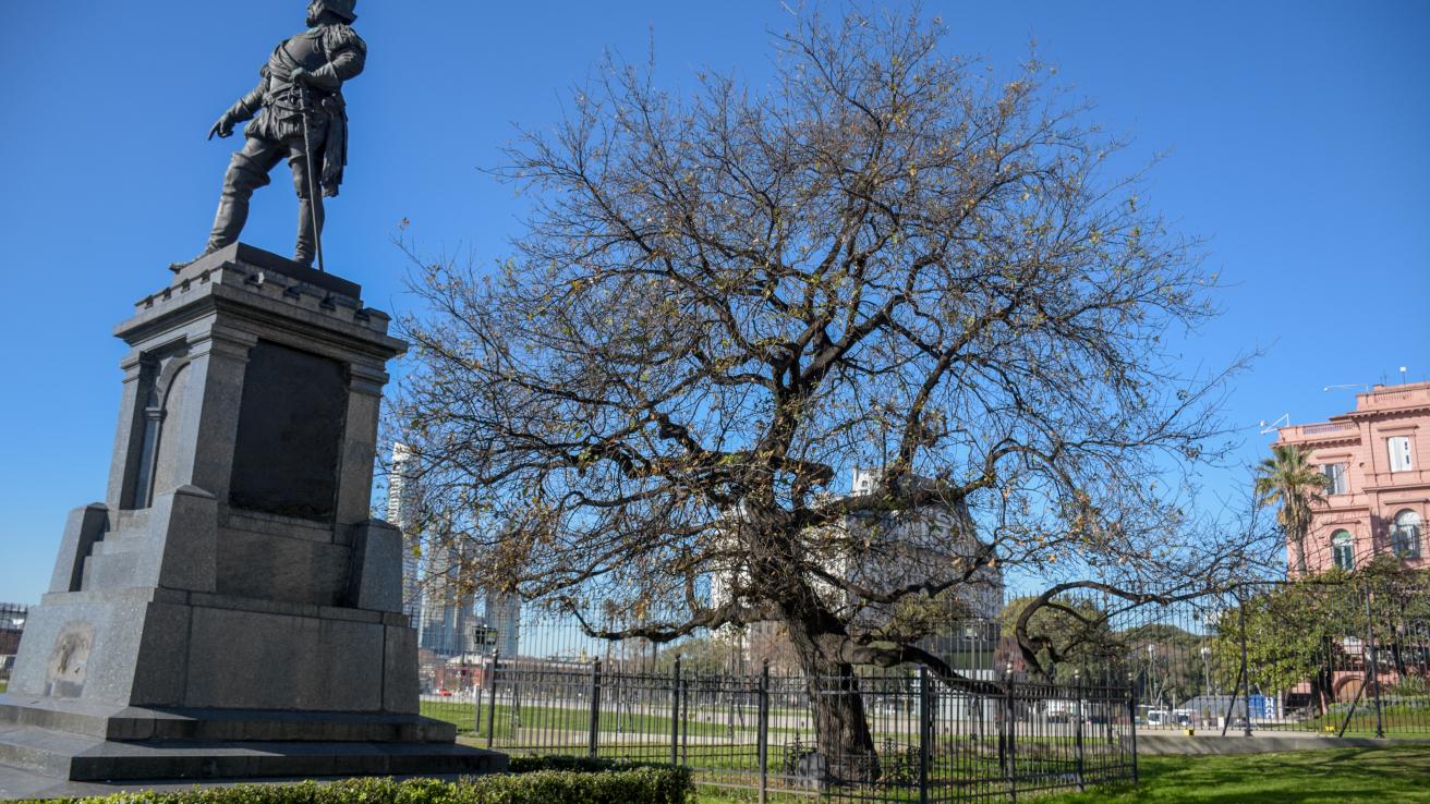 En la imagen se observa el retoño del Árbol de Guernica en la Plazoleta 11 de Junio de 1580, al lado de un monumento.