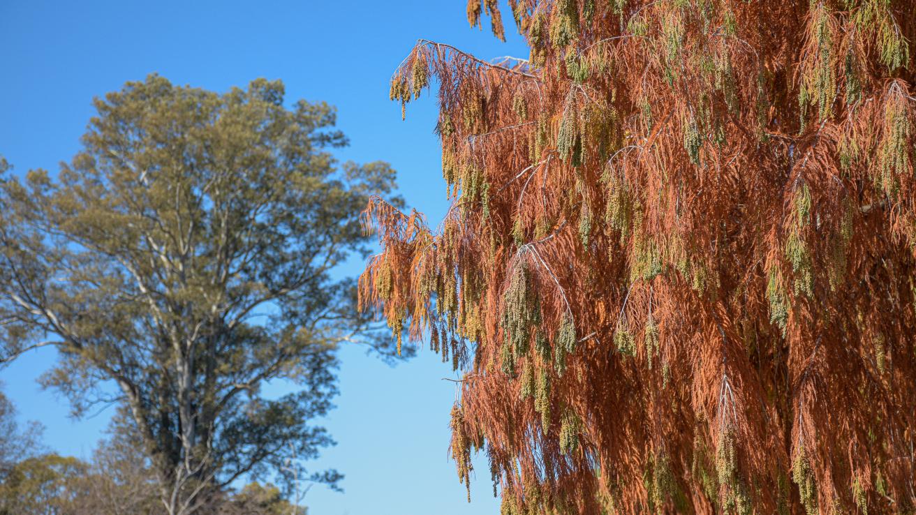 Se observan fotos de dos árboles, uno de ellos con follaje otoñal (anaranjado)