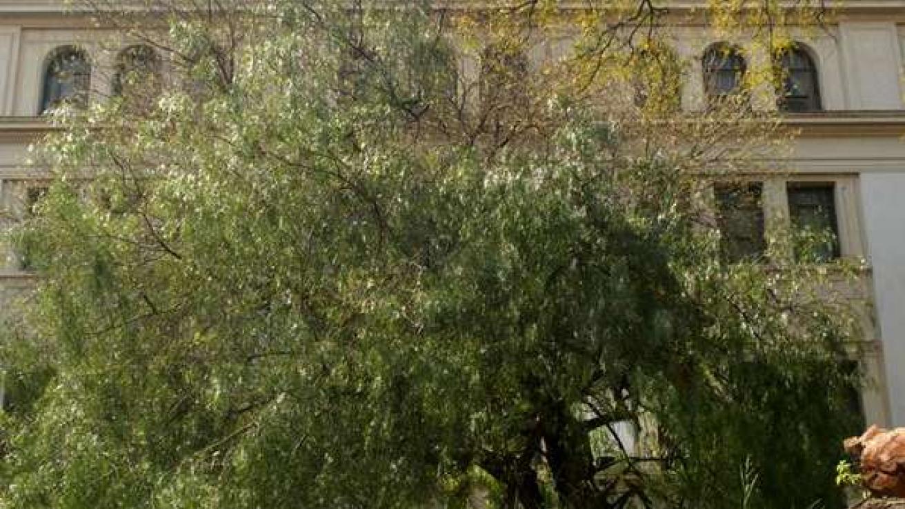 Imágen actual del Aguaribay del Perito Moreno, en el Instituto Bernasconi.