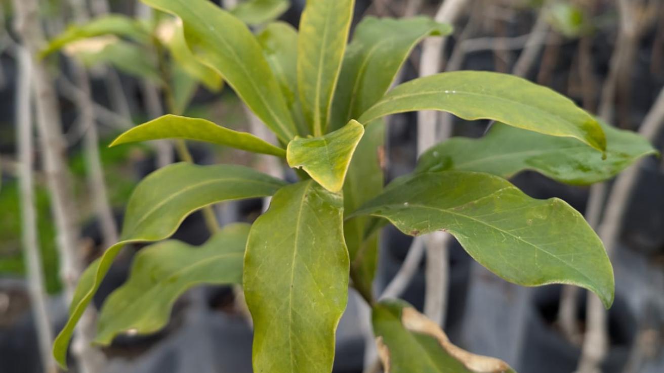 Hojas de Myrsine laetevirens