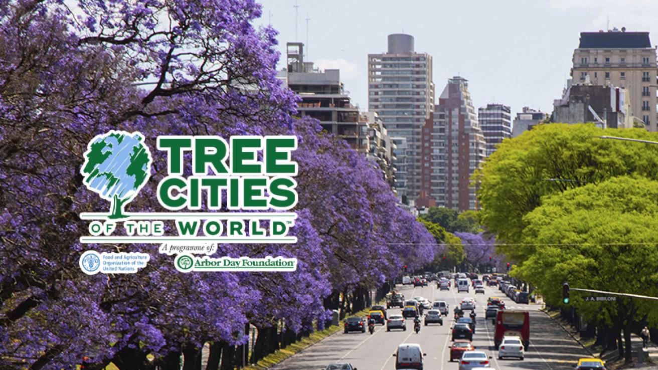 Jacarandás en alineación y el logo del reconocimiento