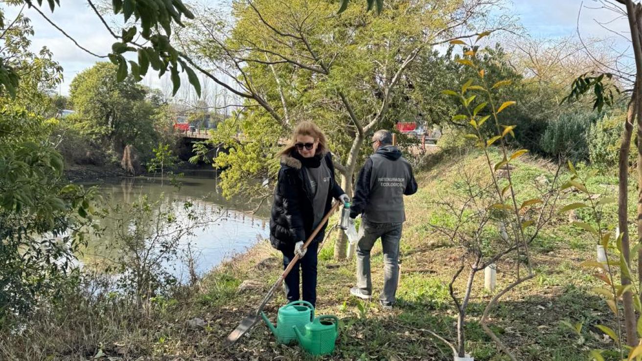 Voluntarios plantaron áboles mativos