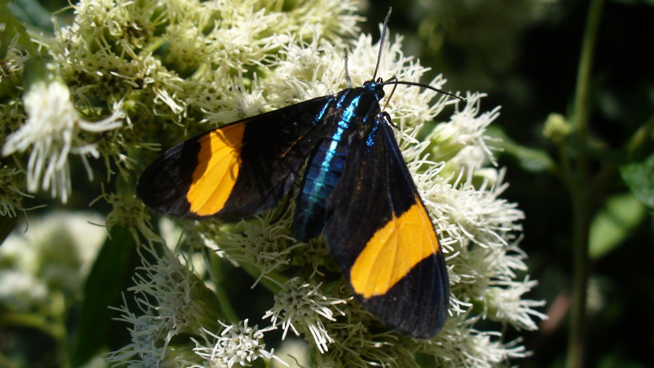 Mariposa