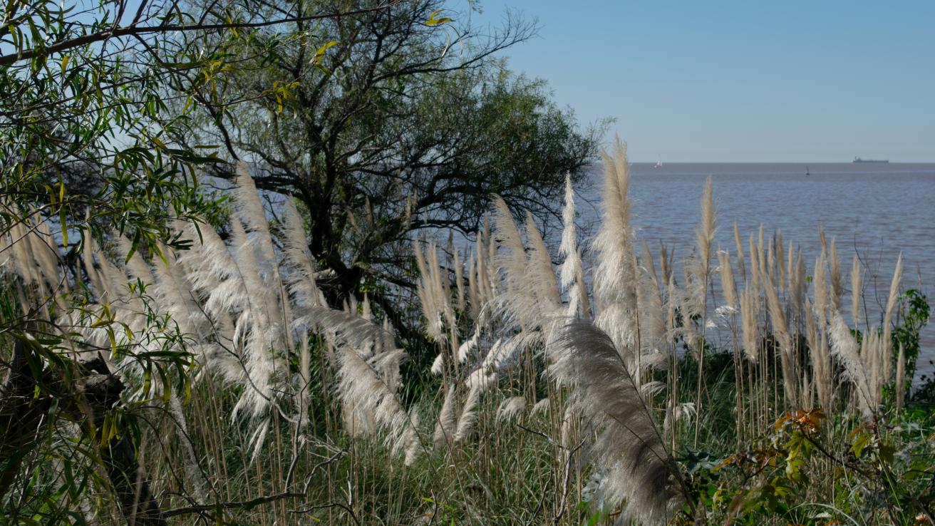 Río de la Plata en la RECS