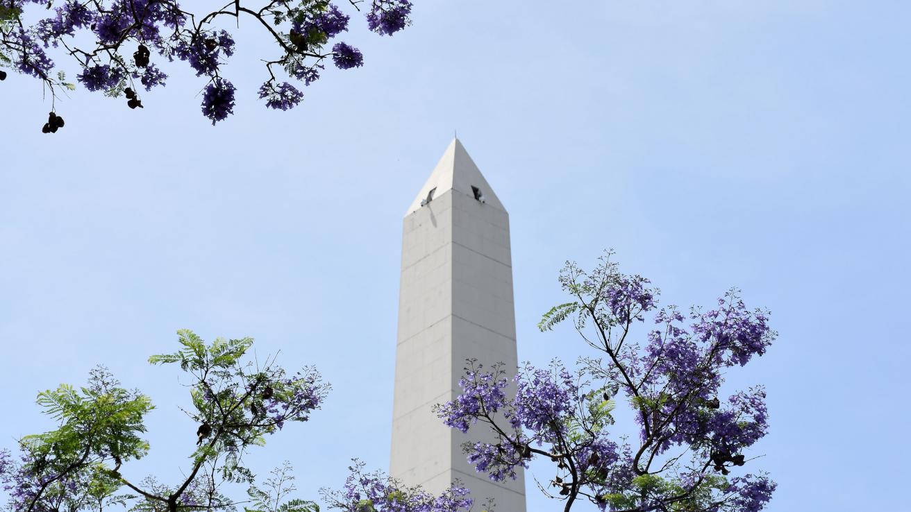 Jacarandá y obelisco
