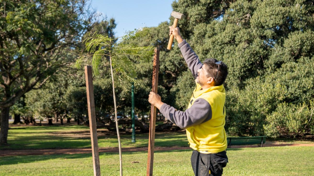 Plantaciones en Palermo