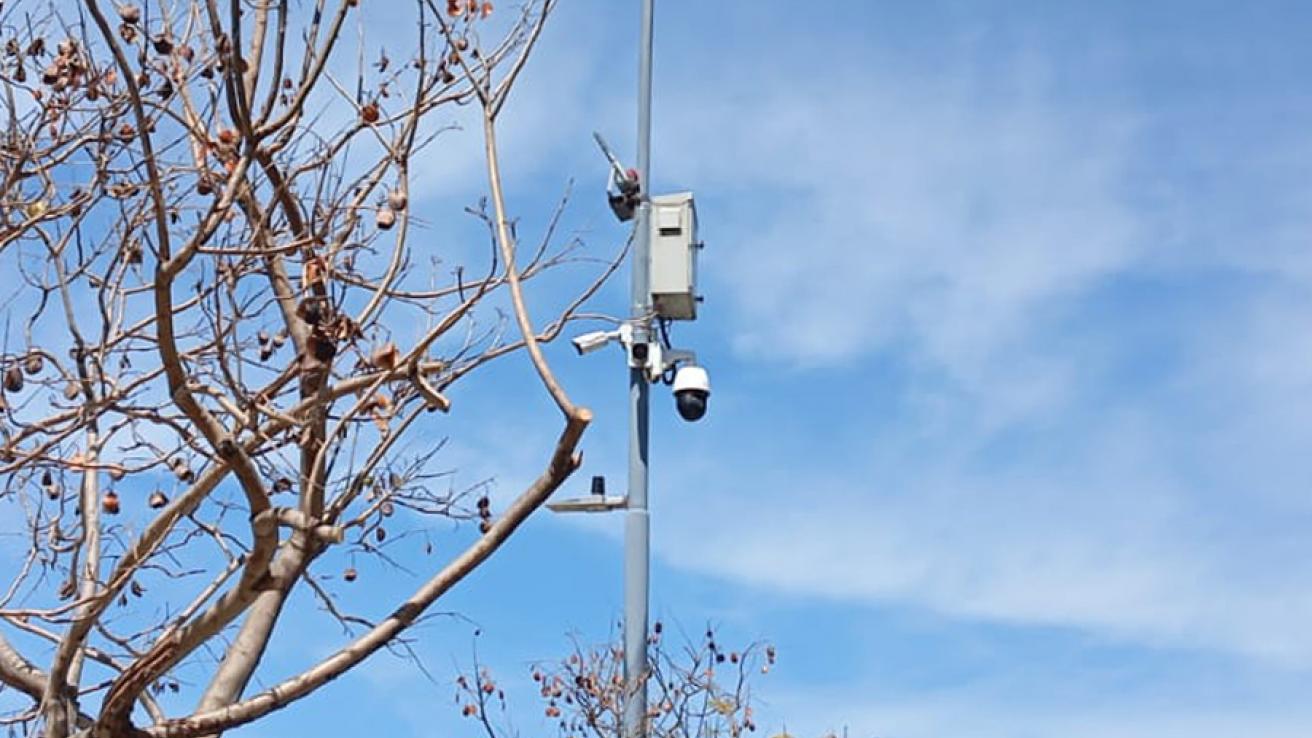 camara de seguridad al lado de un arbol
