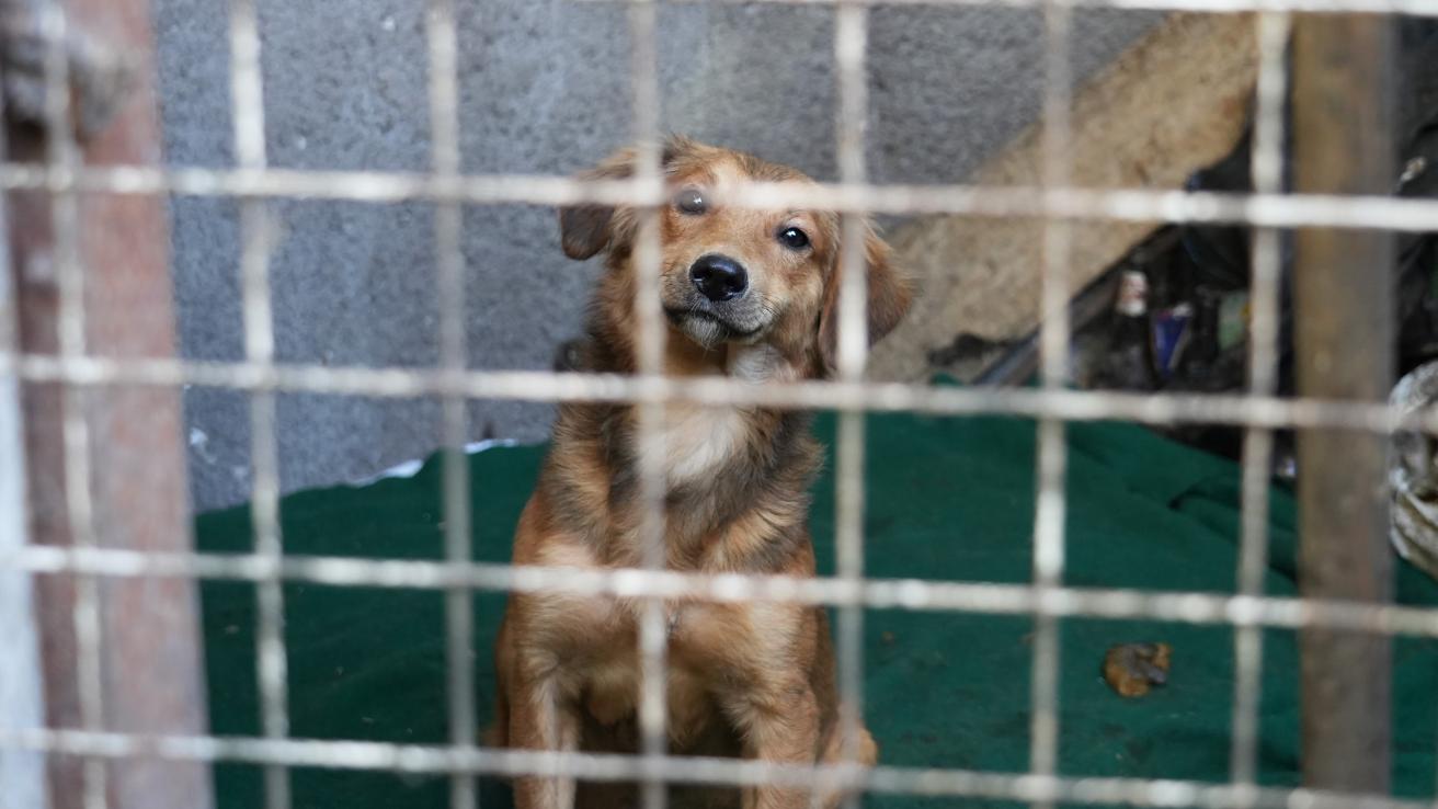 Rescate de perro en operativo de maltrato animal