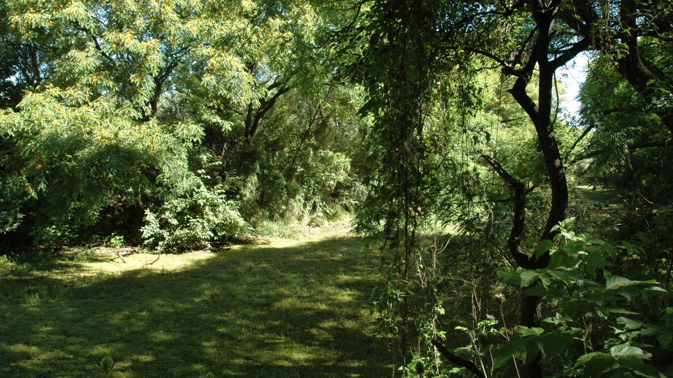 Paisaje con mucha vegetacion 