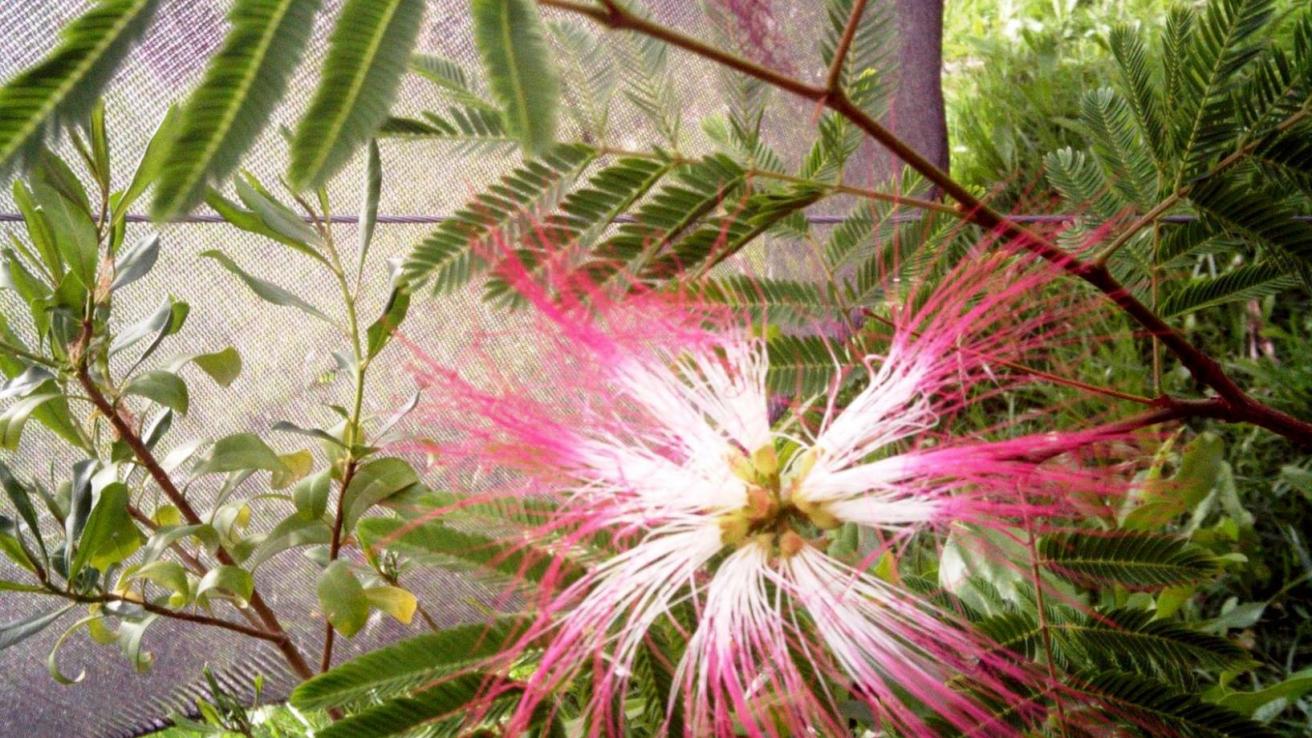 Flor de color rosa y blanco