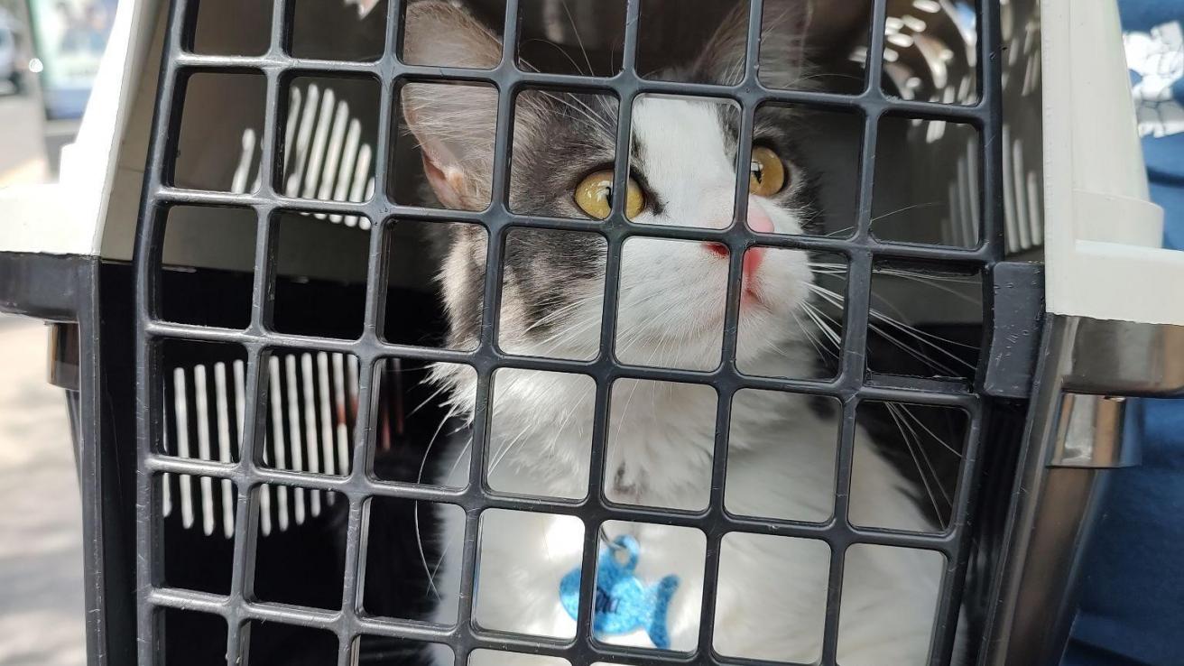 Imagen de gato en transportadora