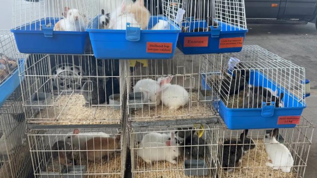 Animales rescatados de Feria de Pompeya