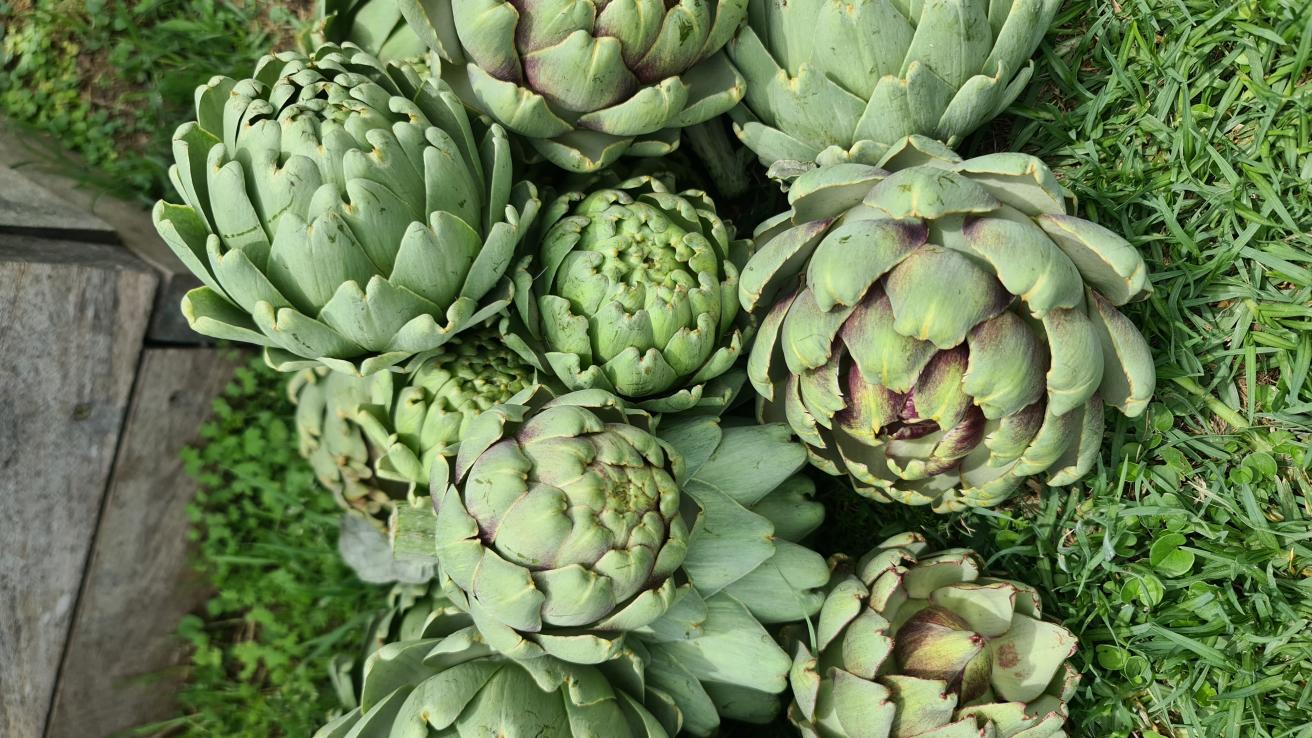 Frutos de huerta de otoño