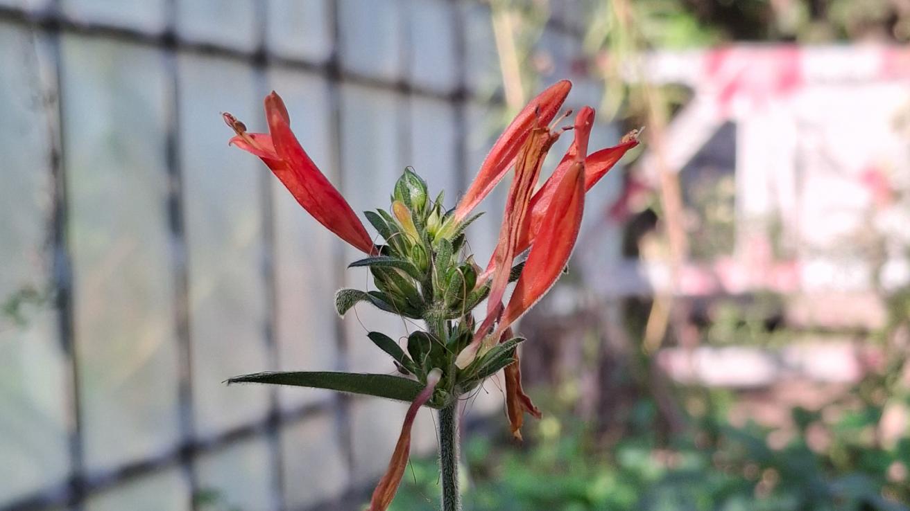 Dicliptera Squarrosa