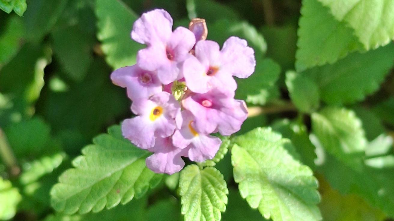 Lantana rastrera
