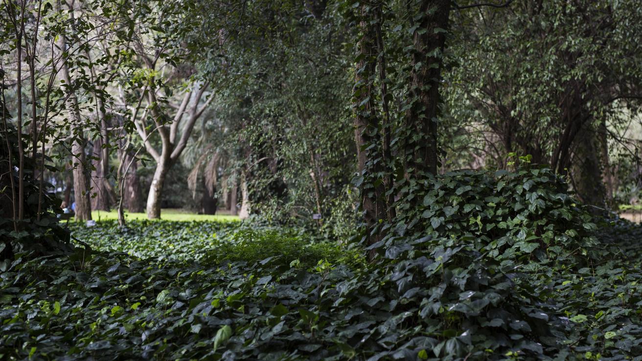 Jardín Botánico Carlos Thays