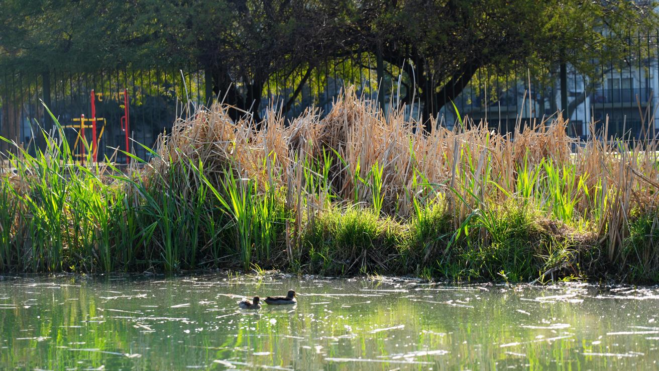 Paseo Ambiental del Sur