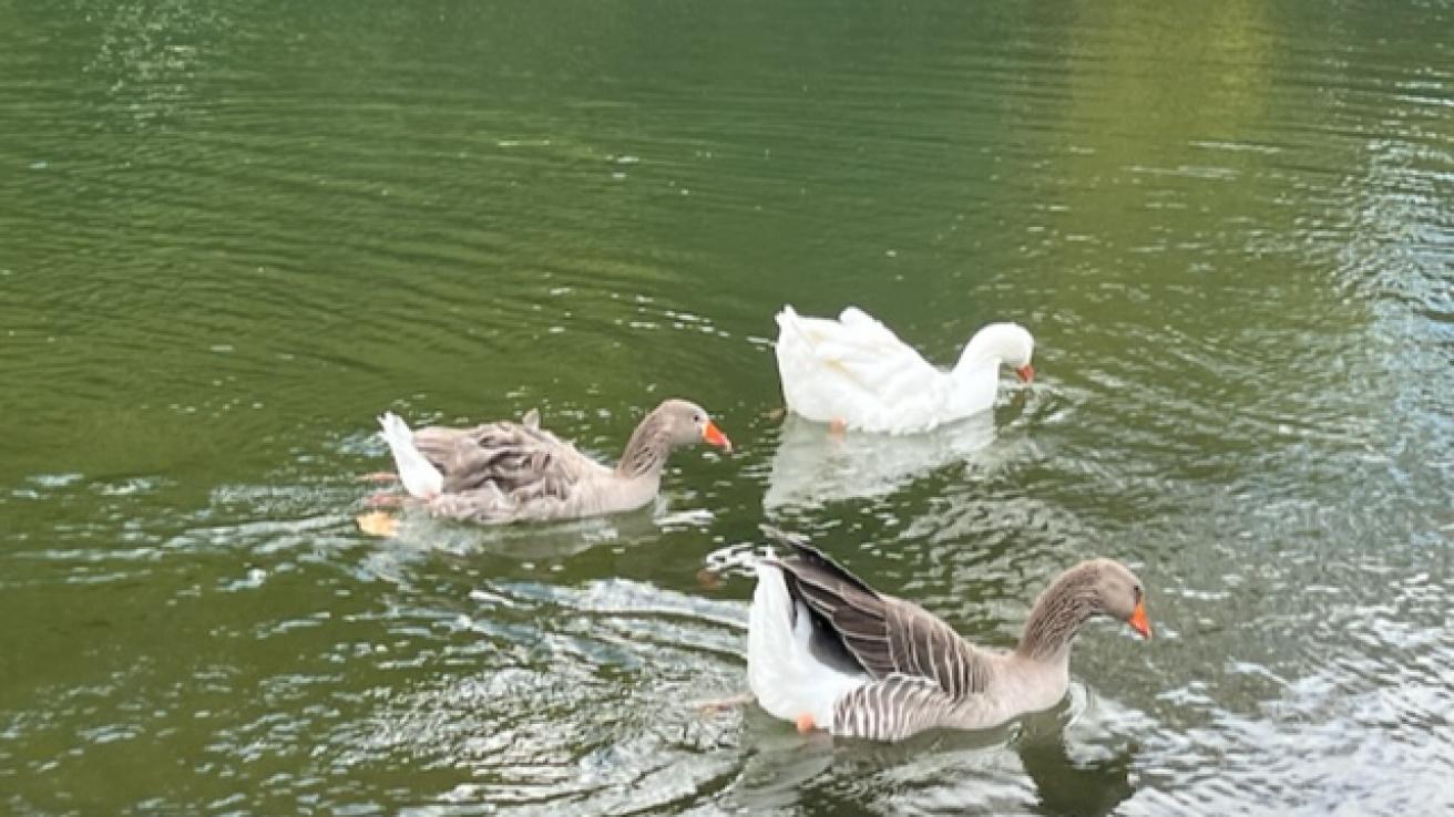 Gansos en el Parque 3 de Febrero