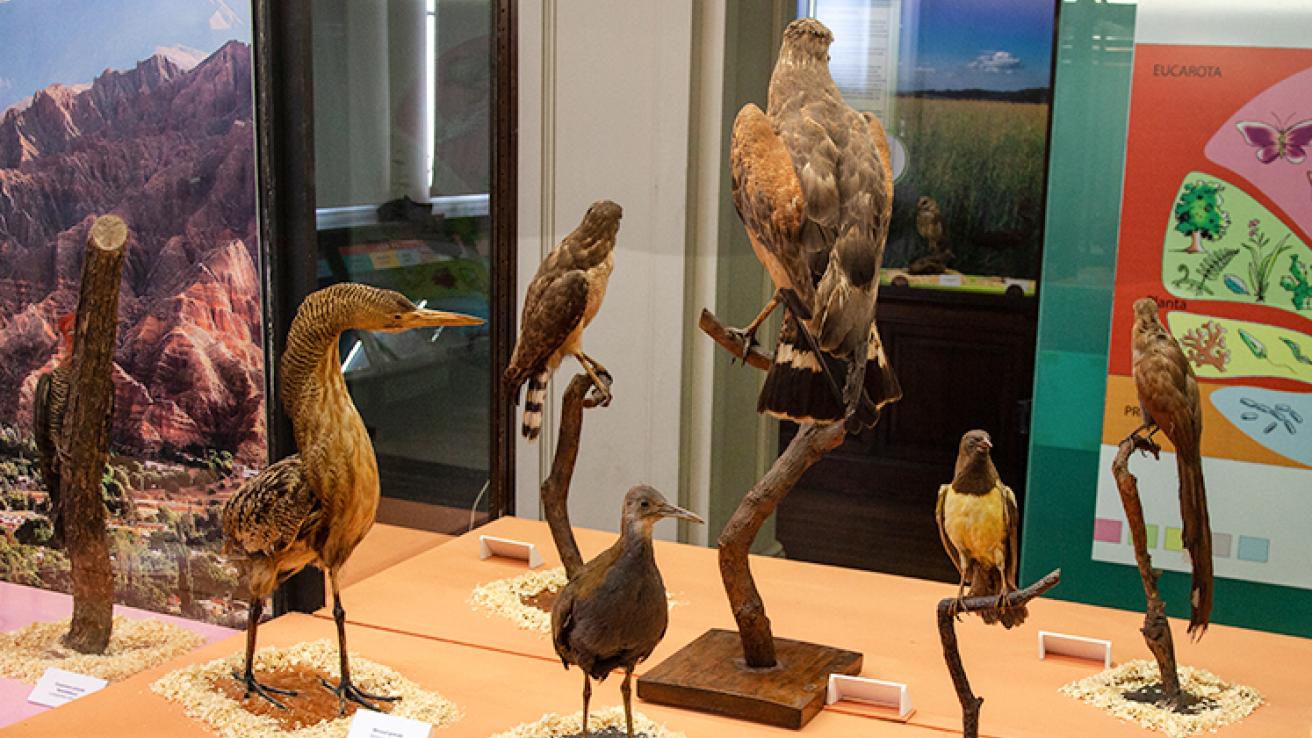 aves museo bernasconi