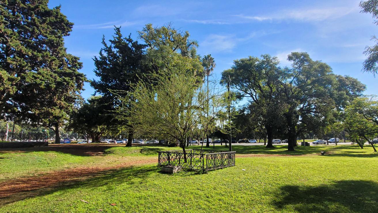 Retoño Aromo del Perdón