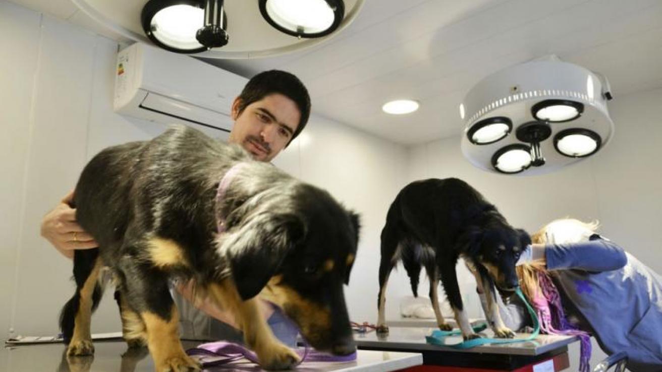 CASTRACIÓN Y VACUNACIÓN GRATUITA