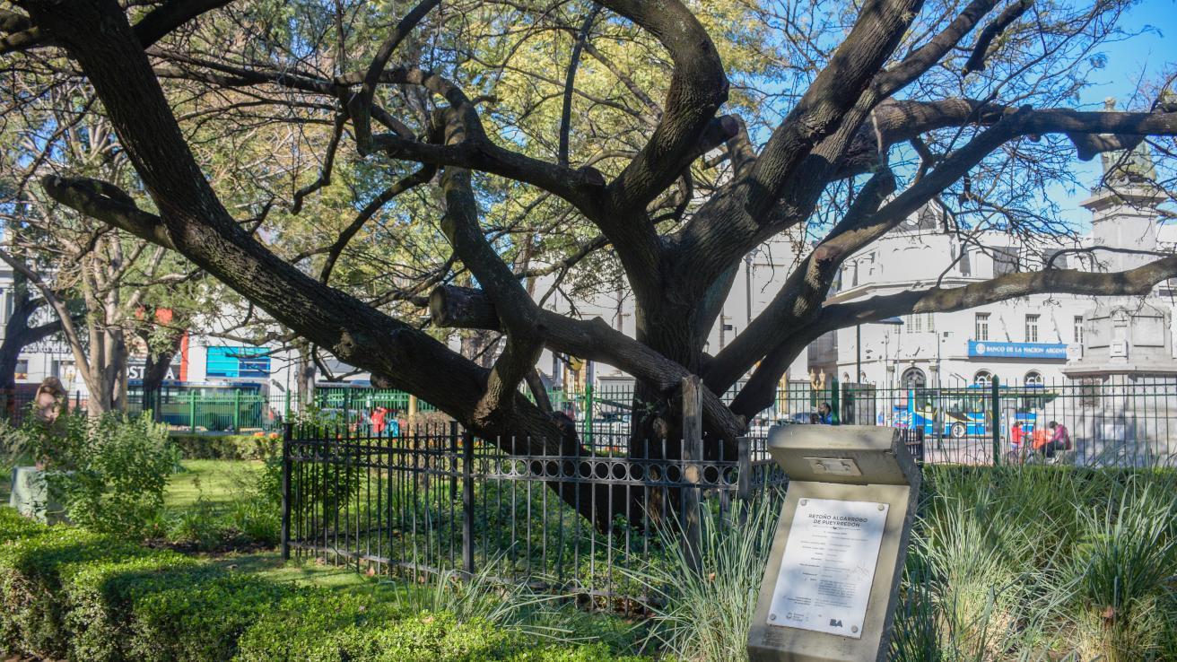 Retoño del Algarrobo de Pueyrredón