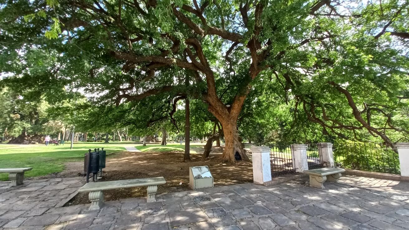 Gleditsia de Parque Lezama