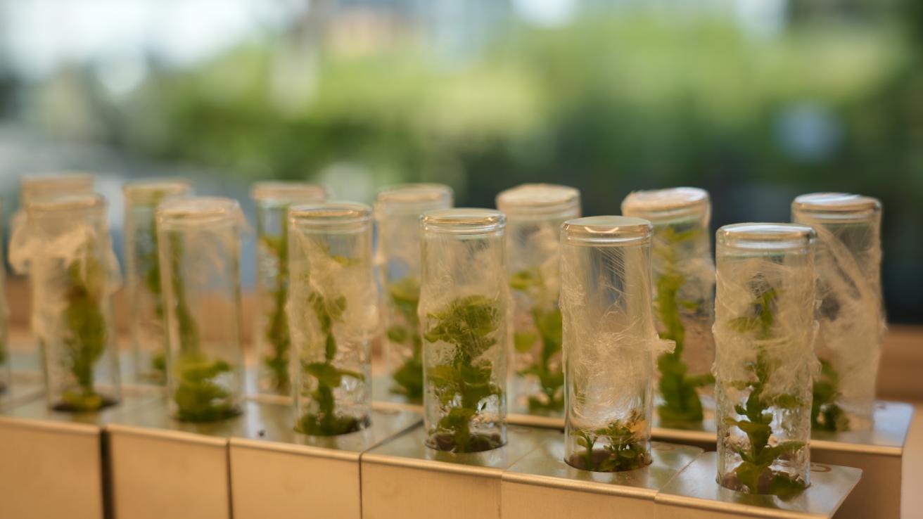 Voluntariado de Investigación