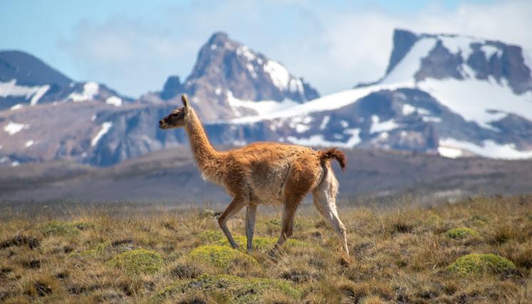 Guanaco