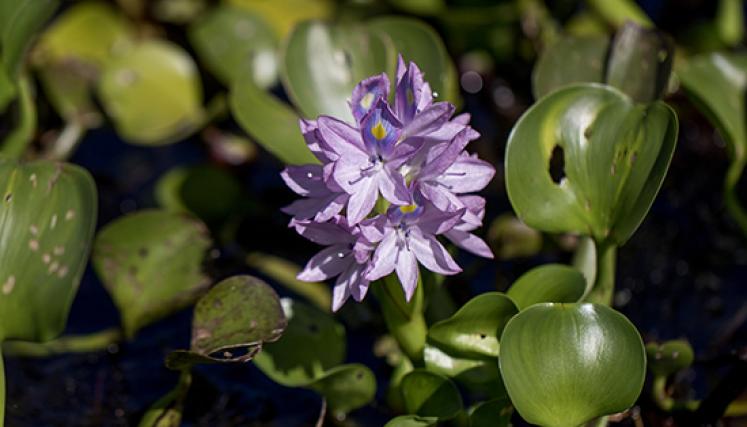 Jacinto de agua o camalote