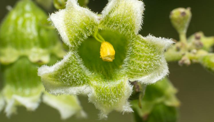 flora 1
