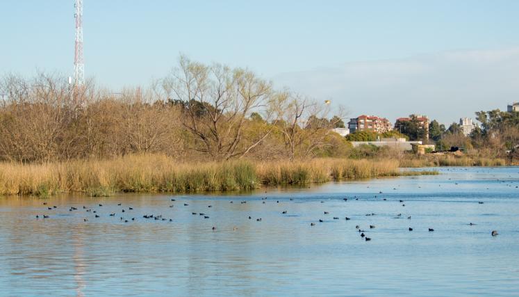 lago 2