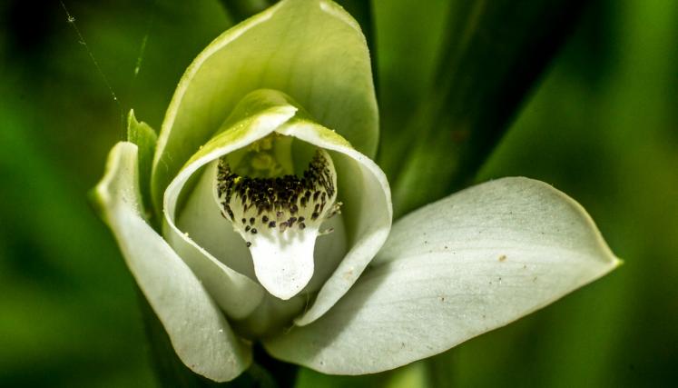 flora 5