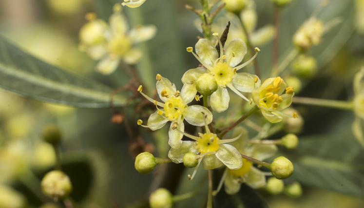 flora 8 