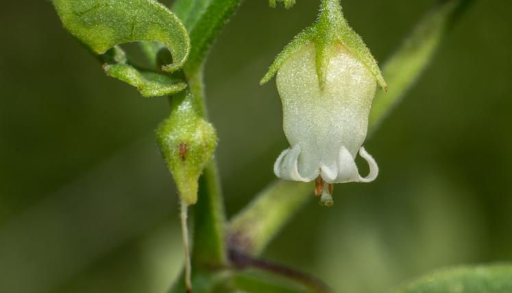 flora 10 