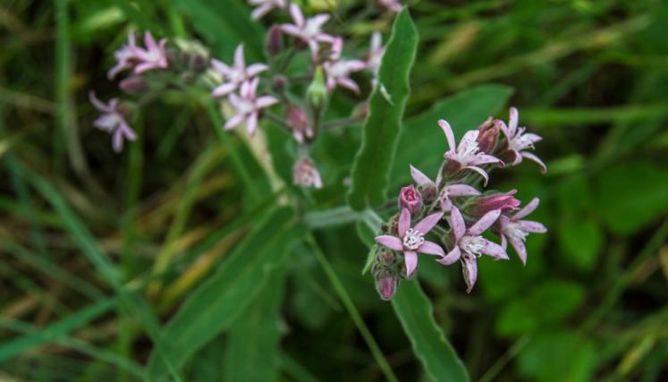 flora 13