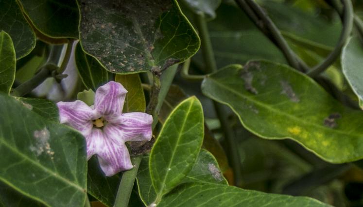 flora 14