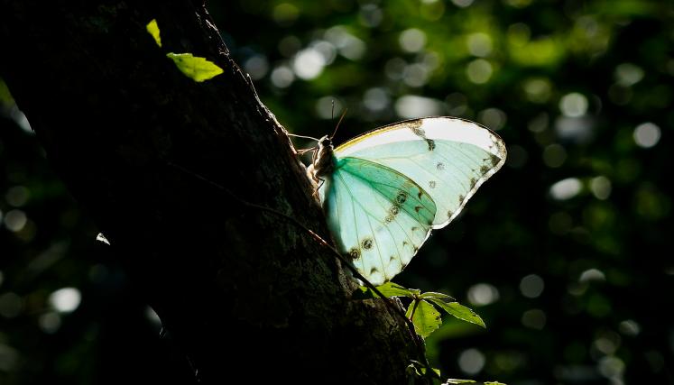 Morpho epistrophus I 