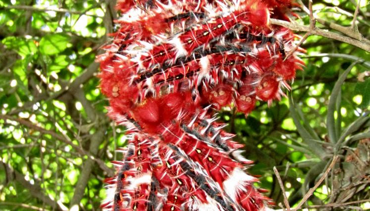 Morpho epistrophus argentinus