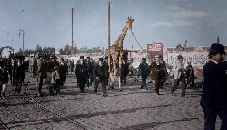 Zoofobia de Pablo Chehebar y Nicolás Iacouzzi