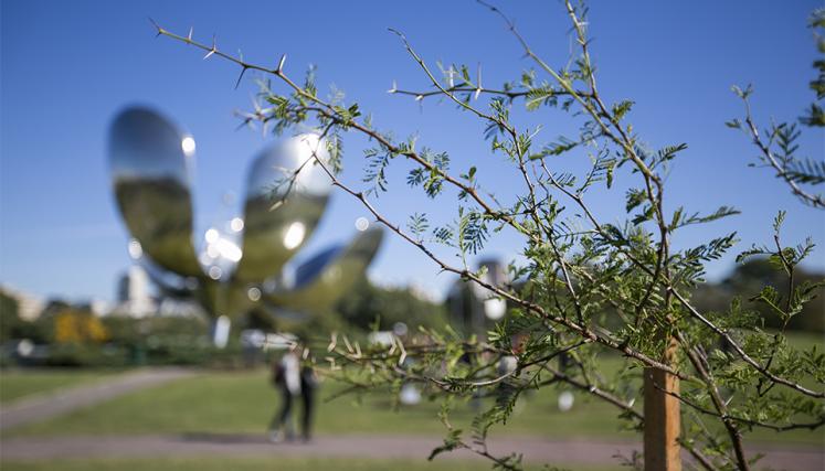 Plantación con el Programa Escuelas Verdes