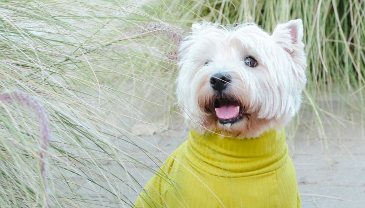 Bark in Green